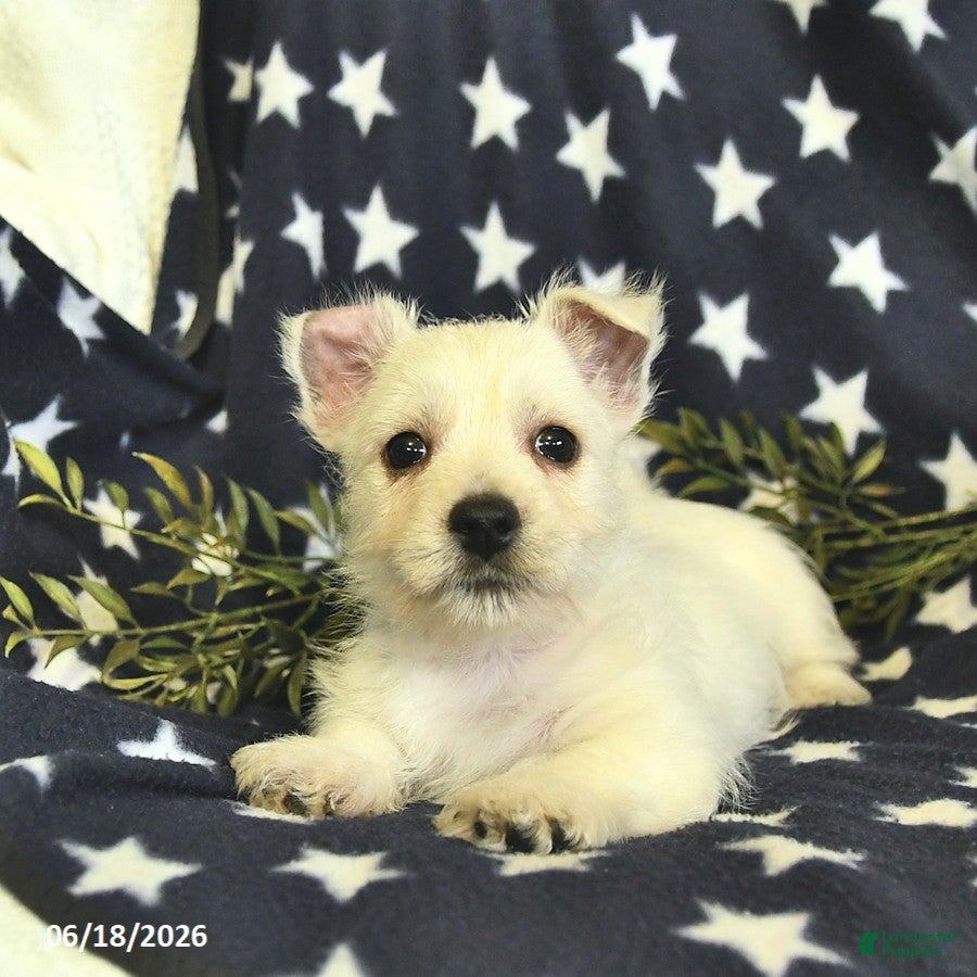 West Highland Terrier dogs Leo  - Ad 2