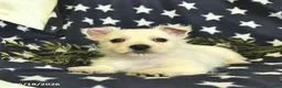 West Highland Terrier dogs for sale: Leo  - Ad 2