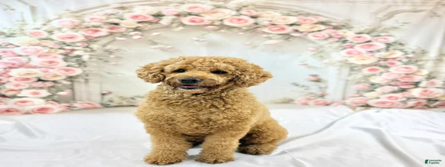 Matzah