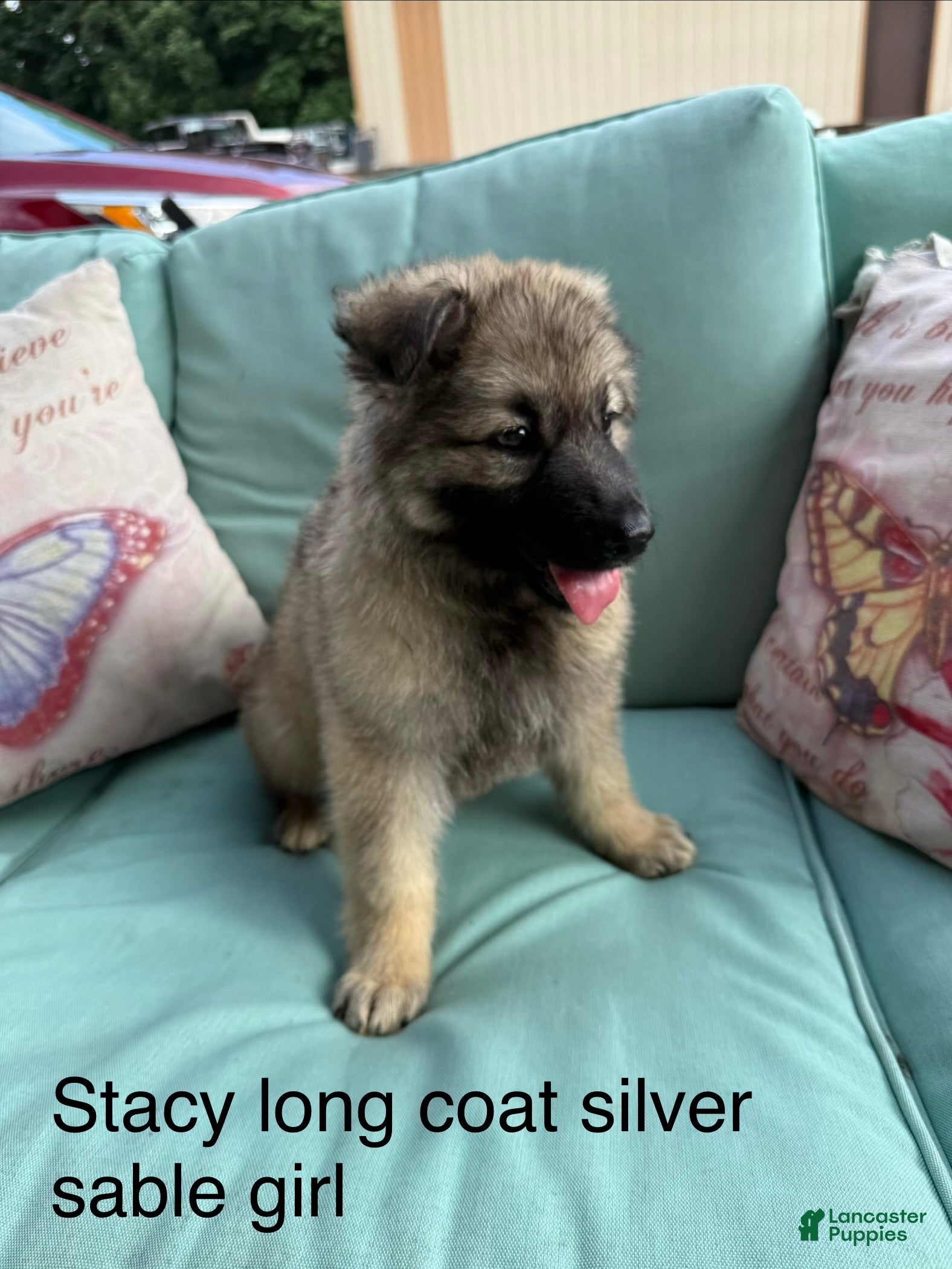German Shepherd dogs Stacy long coat silver sable  - Ad 2
