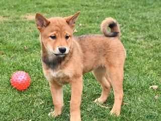 Mixed Breed dogs Crystal - Ad 24