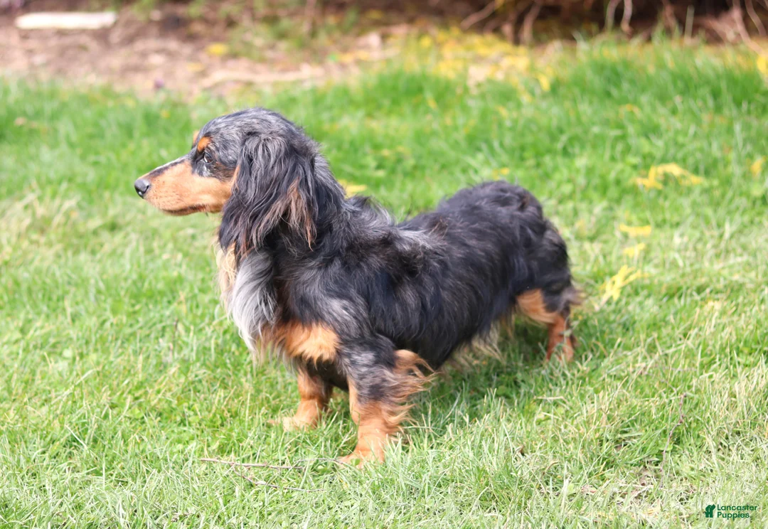 Miniature Dachshund dogs for sale: Miniature Dachshund Puppy 1 - Ad 12