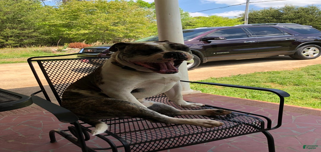 Gallery Image {{count}}