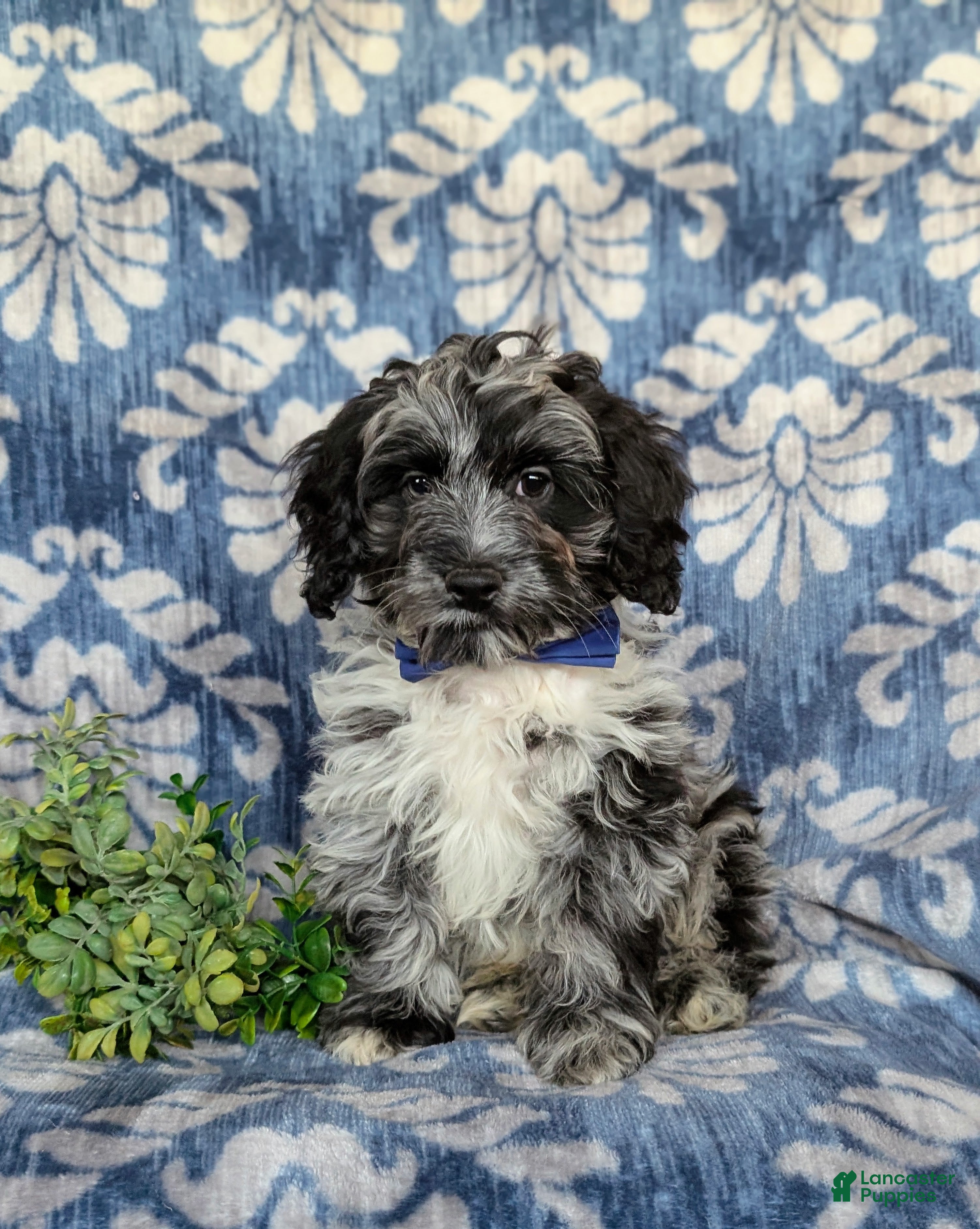 Cockapoo dogs Randall - Ad 21