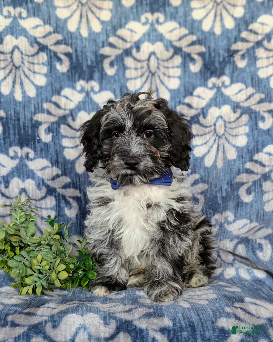 Cockapoo dogs for sale: Randall - Ad 1