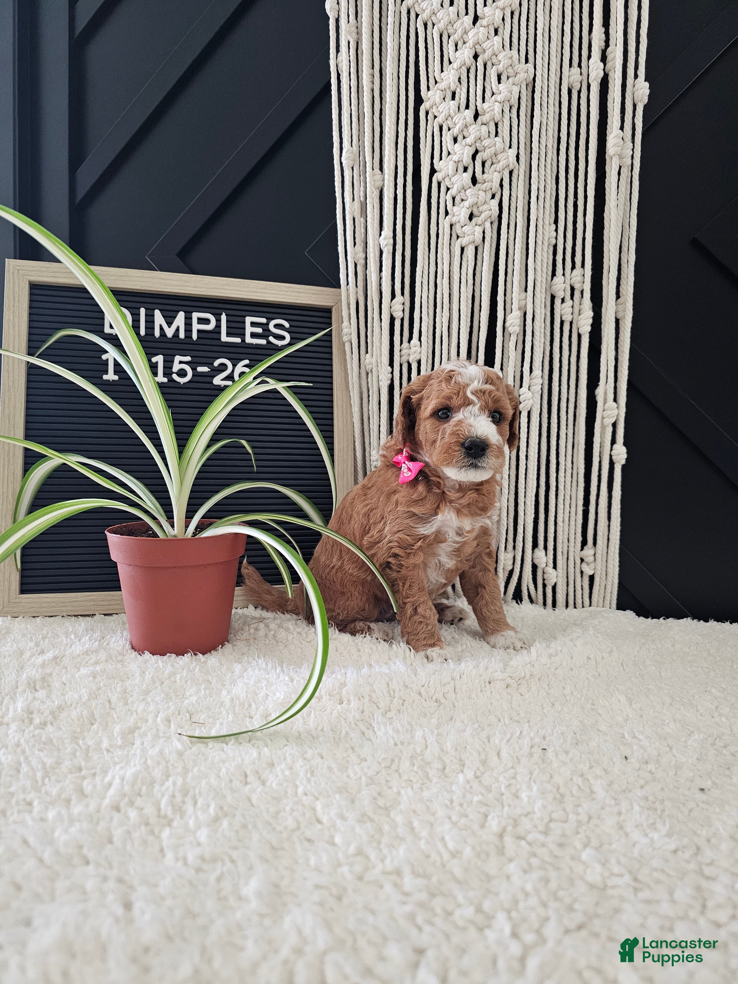 Mini Goldendoodle dogs Dimples - Ad 1