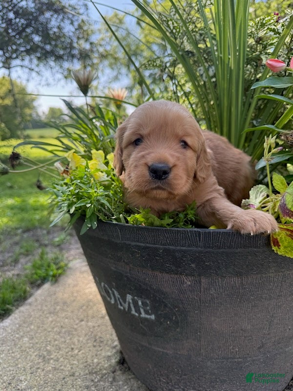 Golden Retriever dogs for sale: Bella - Ad 2