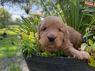 Golden Retriever dogs Bella - Ad 2