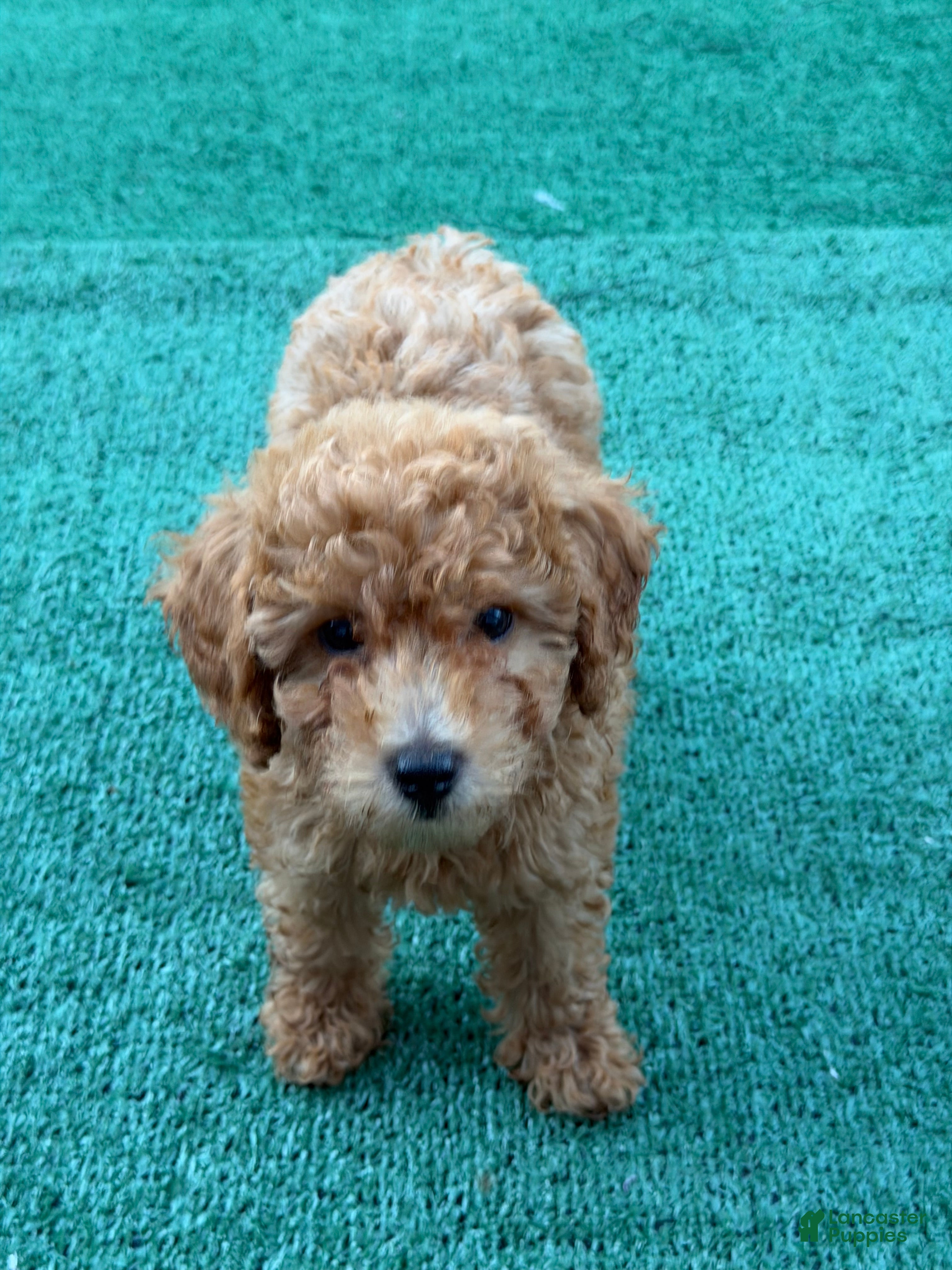 Toy Poodle dogs Tina - Ad 2