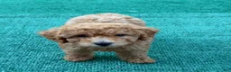 Toy Poodle dogs for sale: Tina - Ad 2