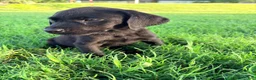 Labrador Retriever dogs for sale: Labrador Retriever 8 - Ad 7