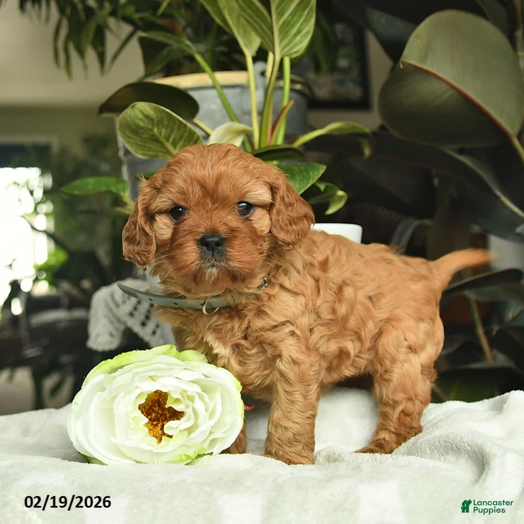 Cavapoo dogs for sale: Margi  - Ad 3