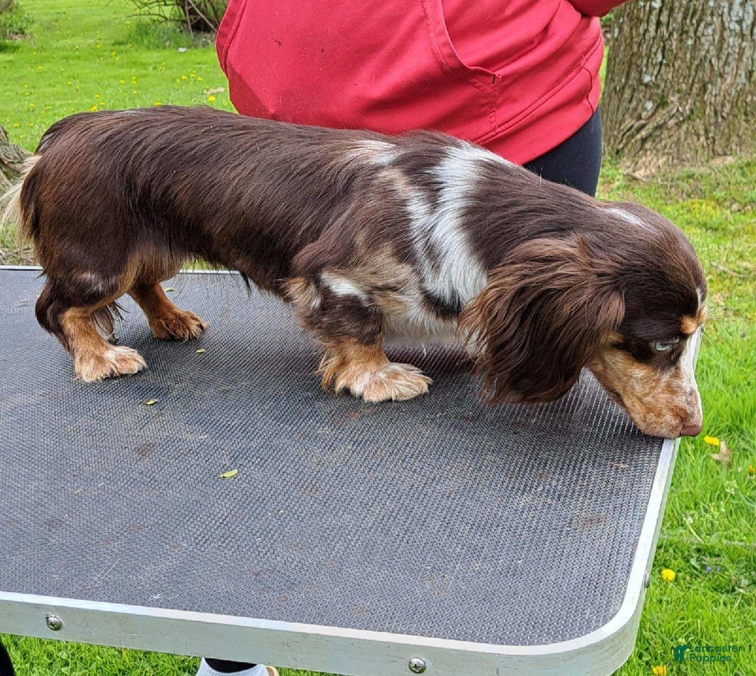 Miniature Dachshund dogs for sale: Zoey - Ad 15