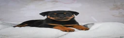 Rottweiler dogs for sale: Turbo - Ad 2