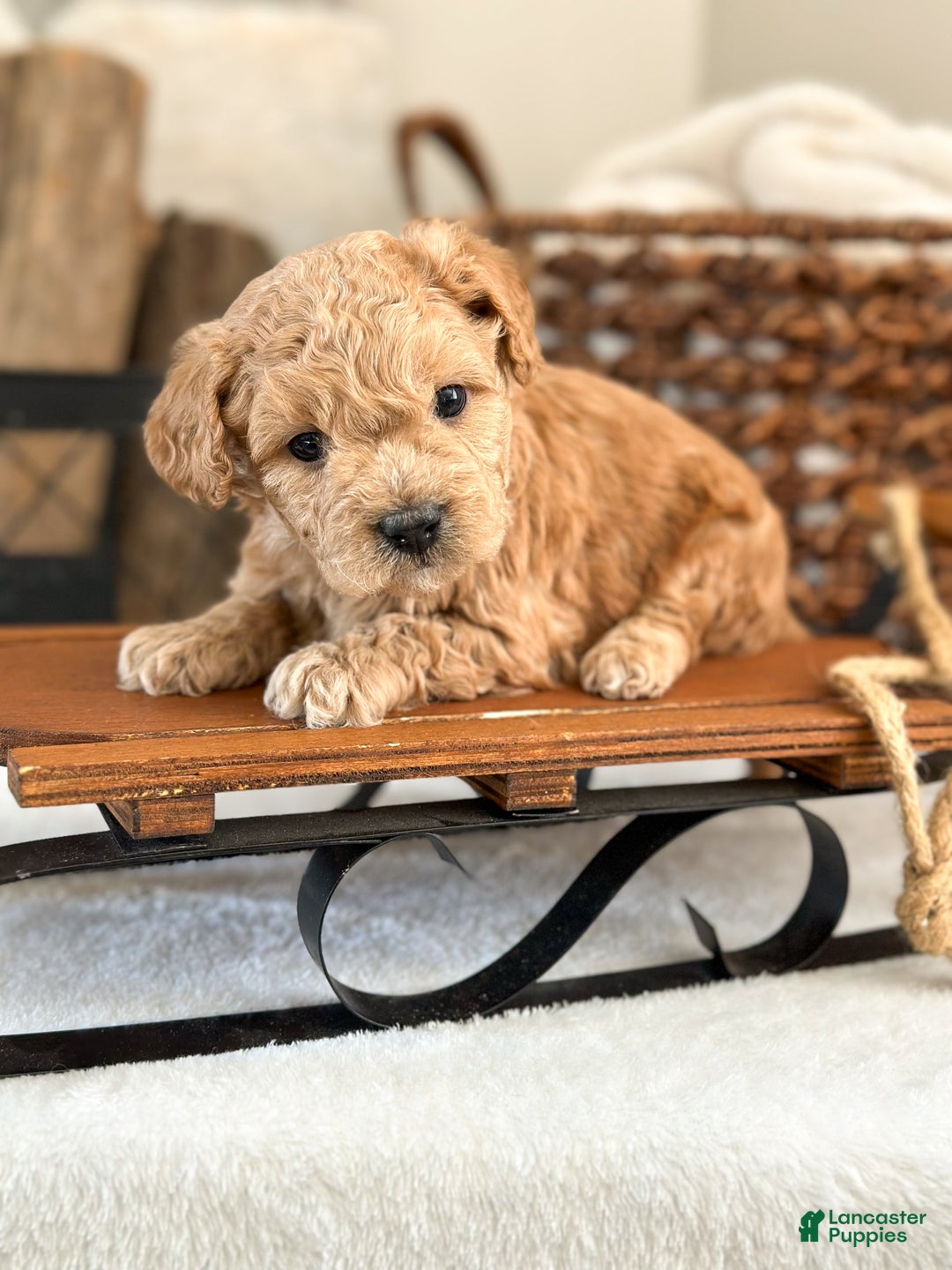 Cavachon dogs for sale: Cayenne - Ad 1