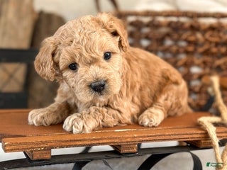 Cavachon dogs Cayenne - Ad 1