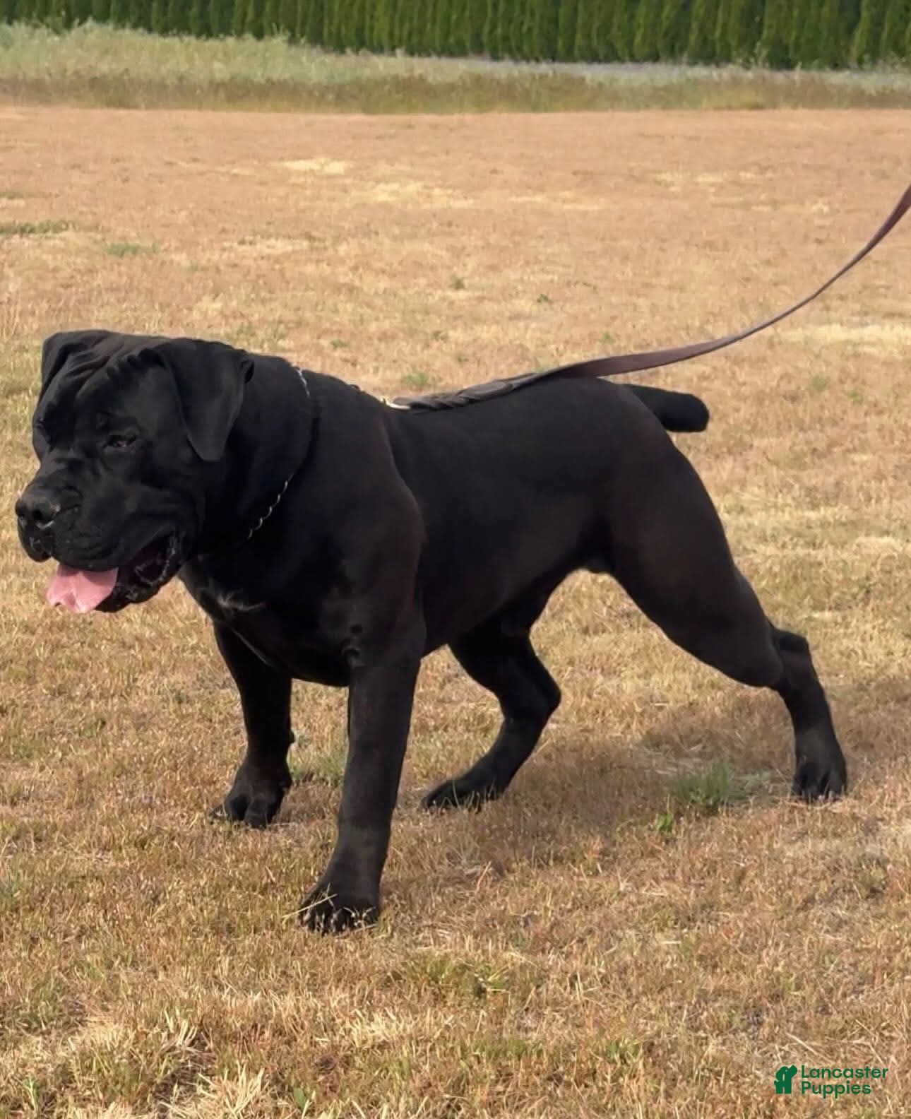 South African Boerboels dogs South African Boerboels Puppy 2 - Ad 2
