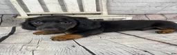 Miniature Dachshund dogs for sale: Bo - Ad 8