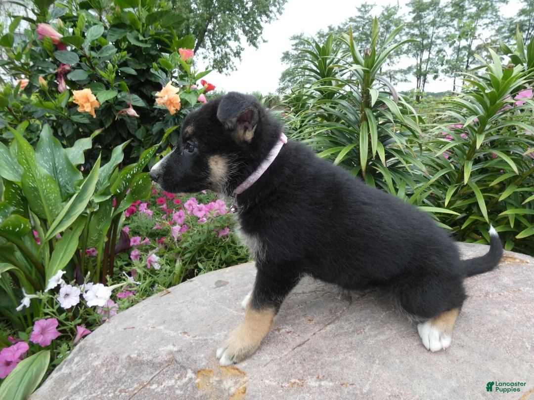 German Shepherd dogs for sale: German Shepherd Skyley 1 - Ad 2