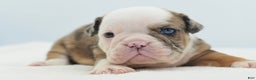 Mixed Breed dogs for sale: Turbo Merle blue eyes - Ad 1