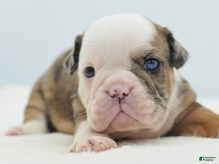 Mixed Breed dogs Turbo Merle blue eyes - Ad 5