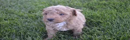 Mini Goldendoodle dogs for sale: Cooper  - Ad 8