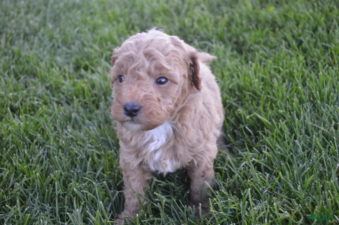 Mini Goldendoodle dogs for sale: Cooper  - Ad 8