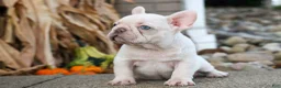 French Bulldog dogs for sale: Ronnie🐾 - Ad 19