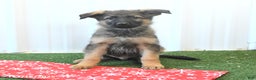 German Shepherd dogs for sale: Hassel - Ad 2