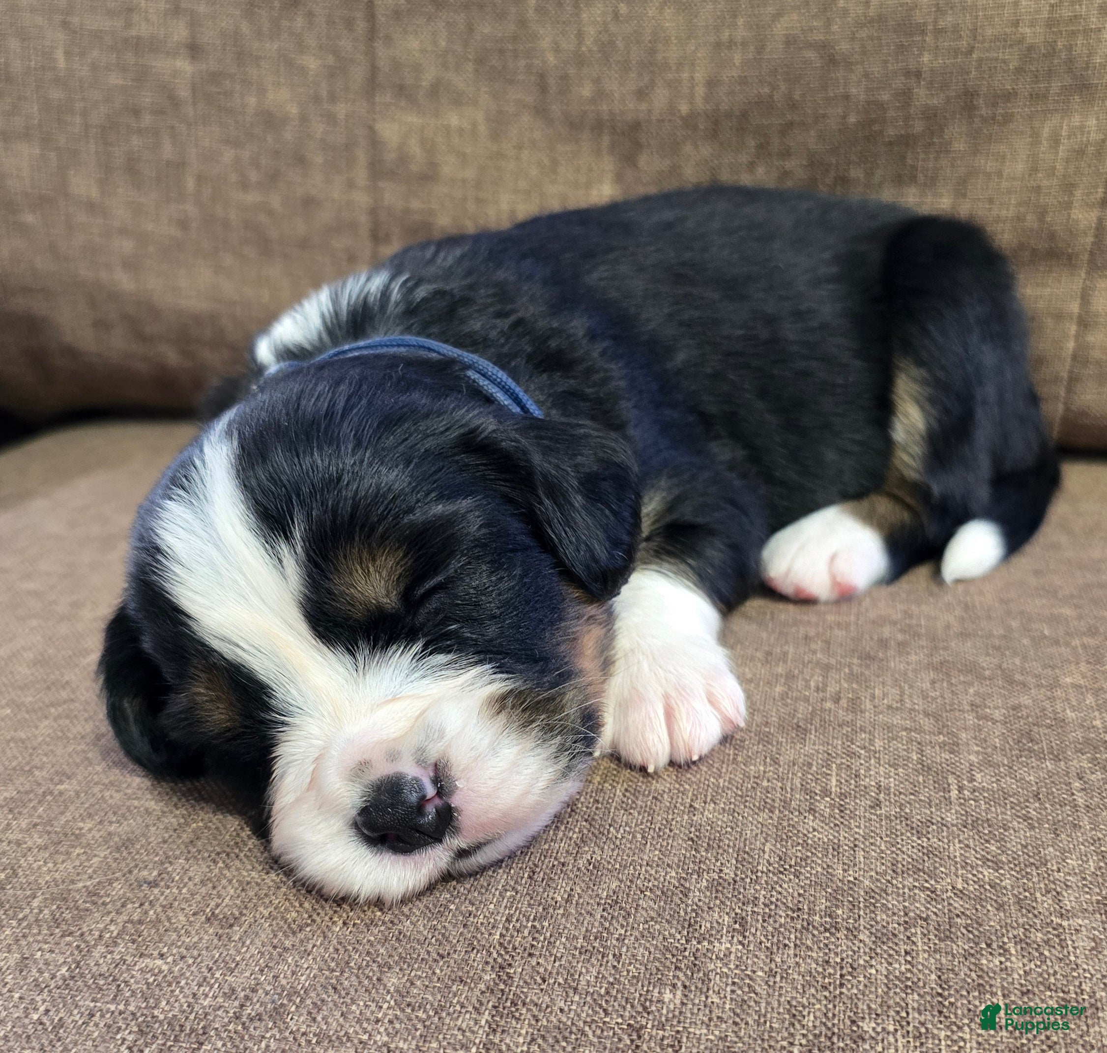Miniature Bernese Mountain Dog dogs Oslo - Ad 2