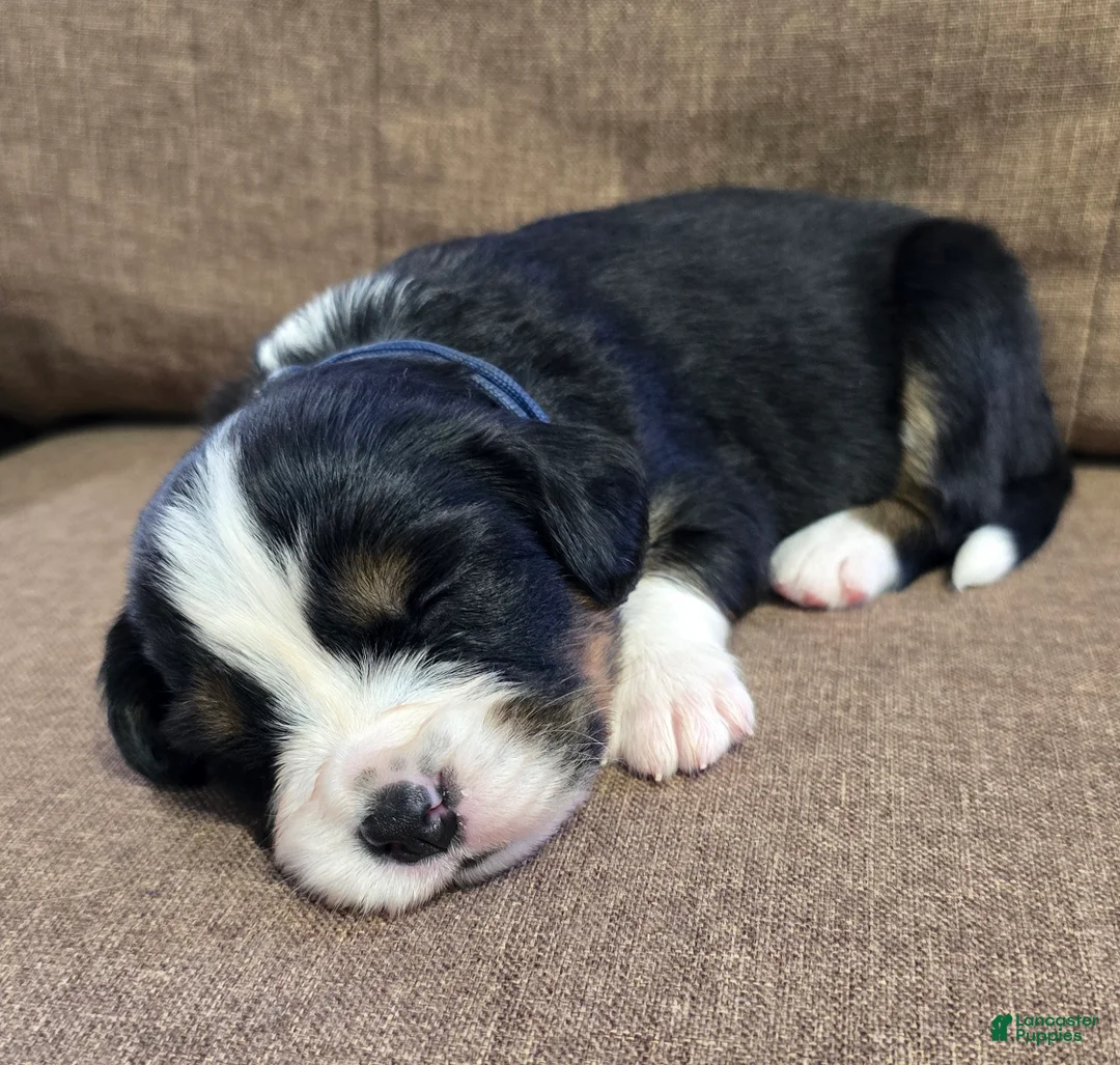 Miniature Bernese Mountain Dog dogs for sale: Oslo [Reserved] - Ad 2