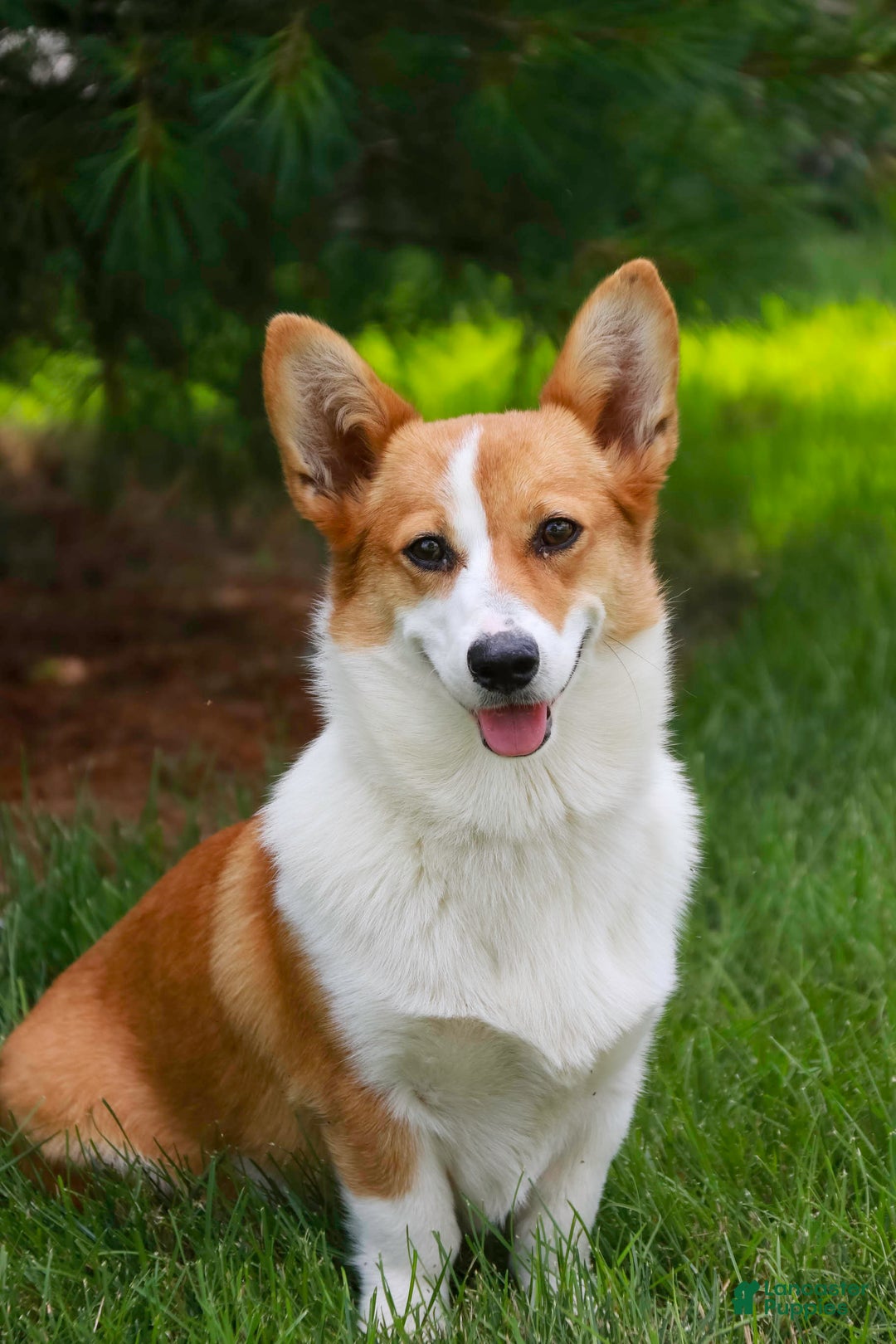 Welsh Corgi Pembroke dogs for sale: Muffin - Ad 11