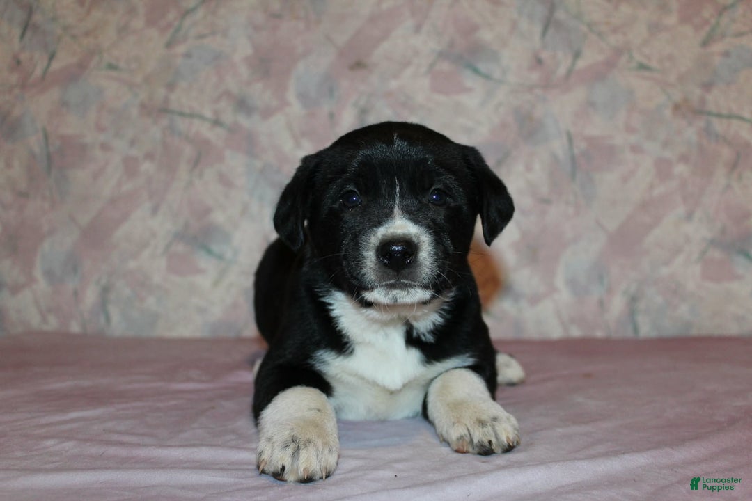 Goldador dogs for sale: Luna - Ad 6