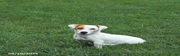 Jack Russell Terrier dogs for sale: Lewis - Ad 4