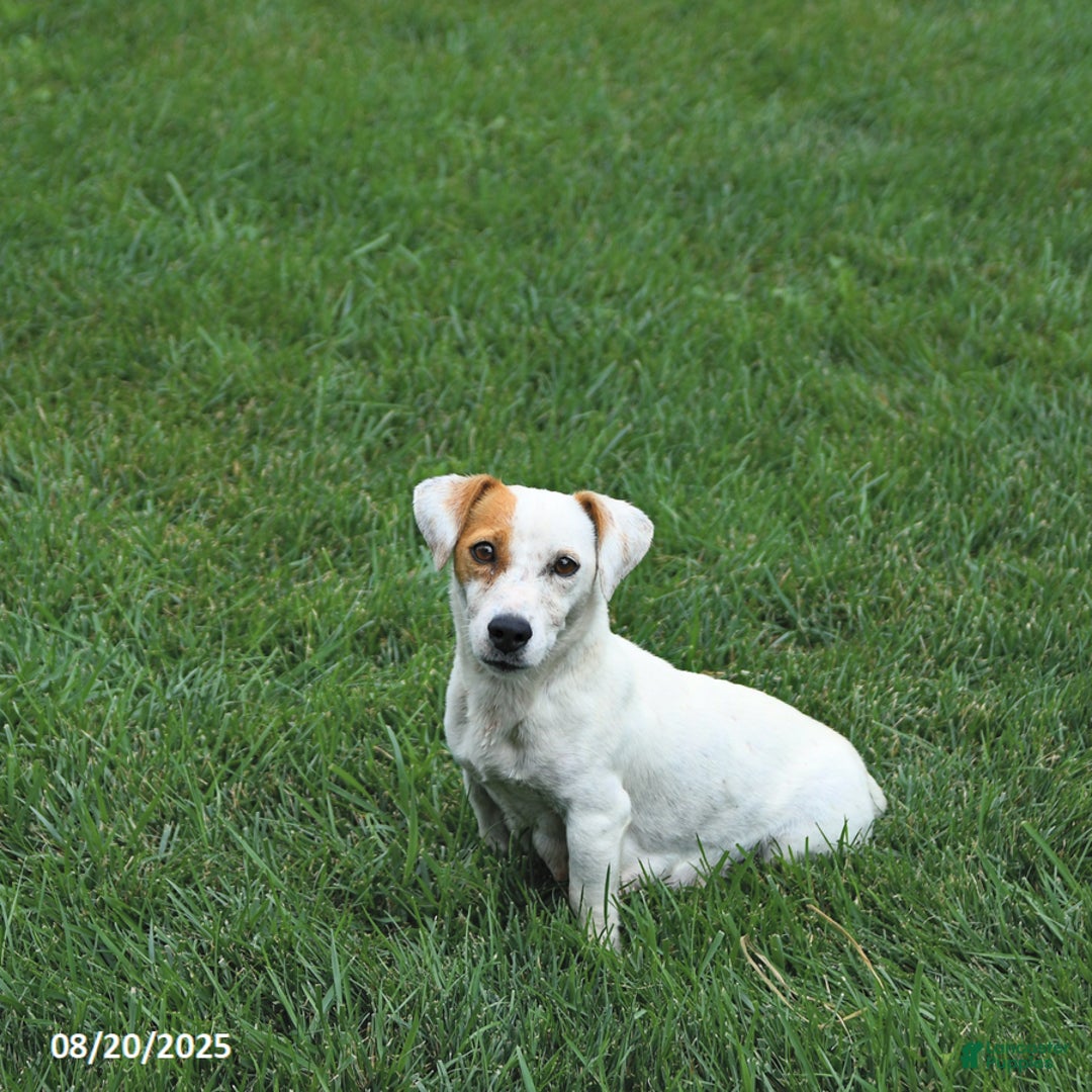 Jack Russell Terrier dogs for sale: Lewis - Ad 4