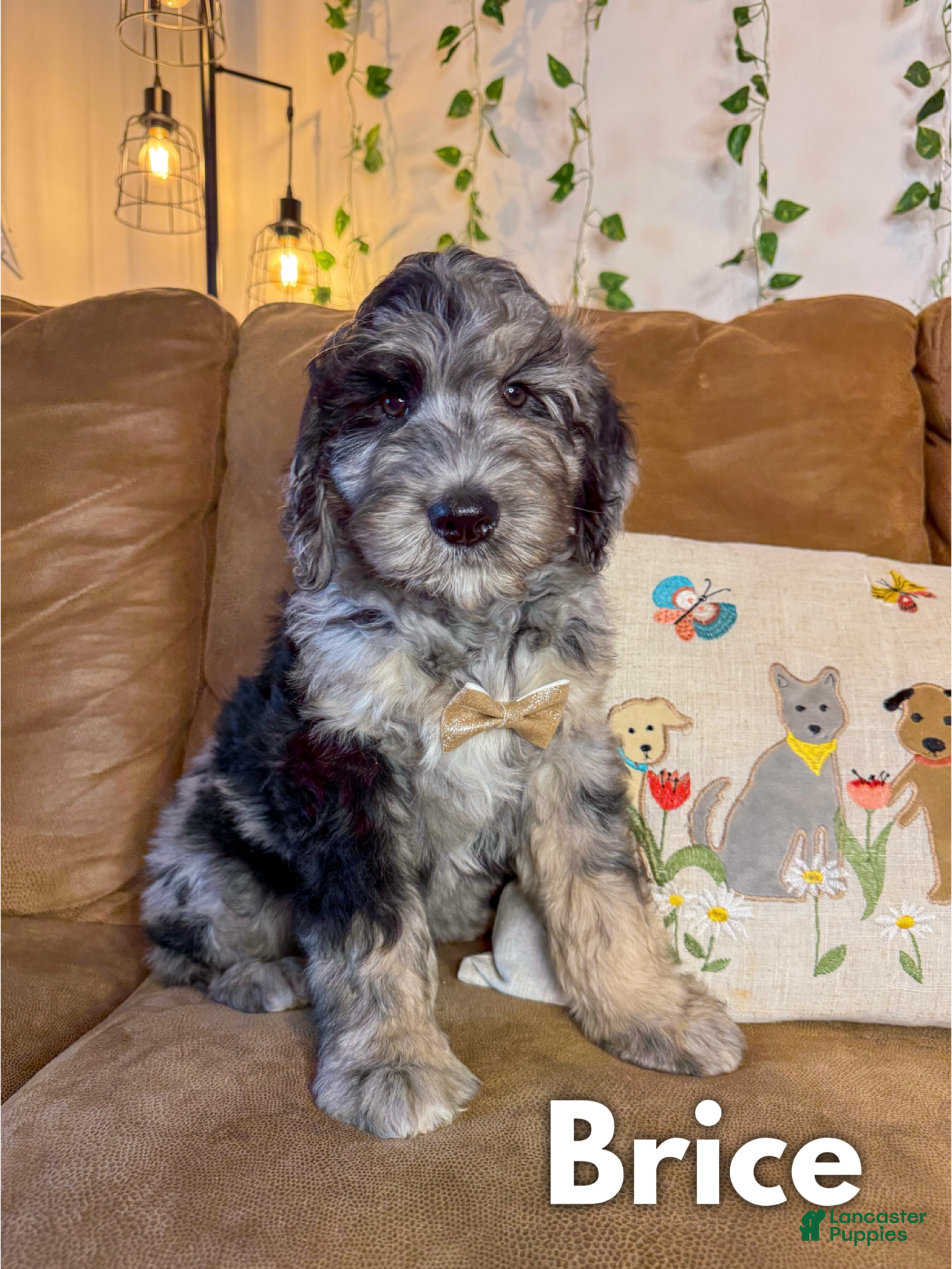 Saint Berdoodles dogs Brice - Ad 1