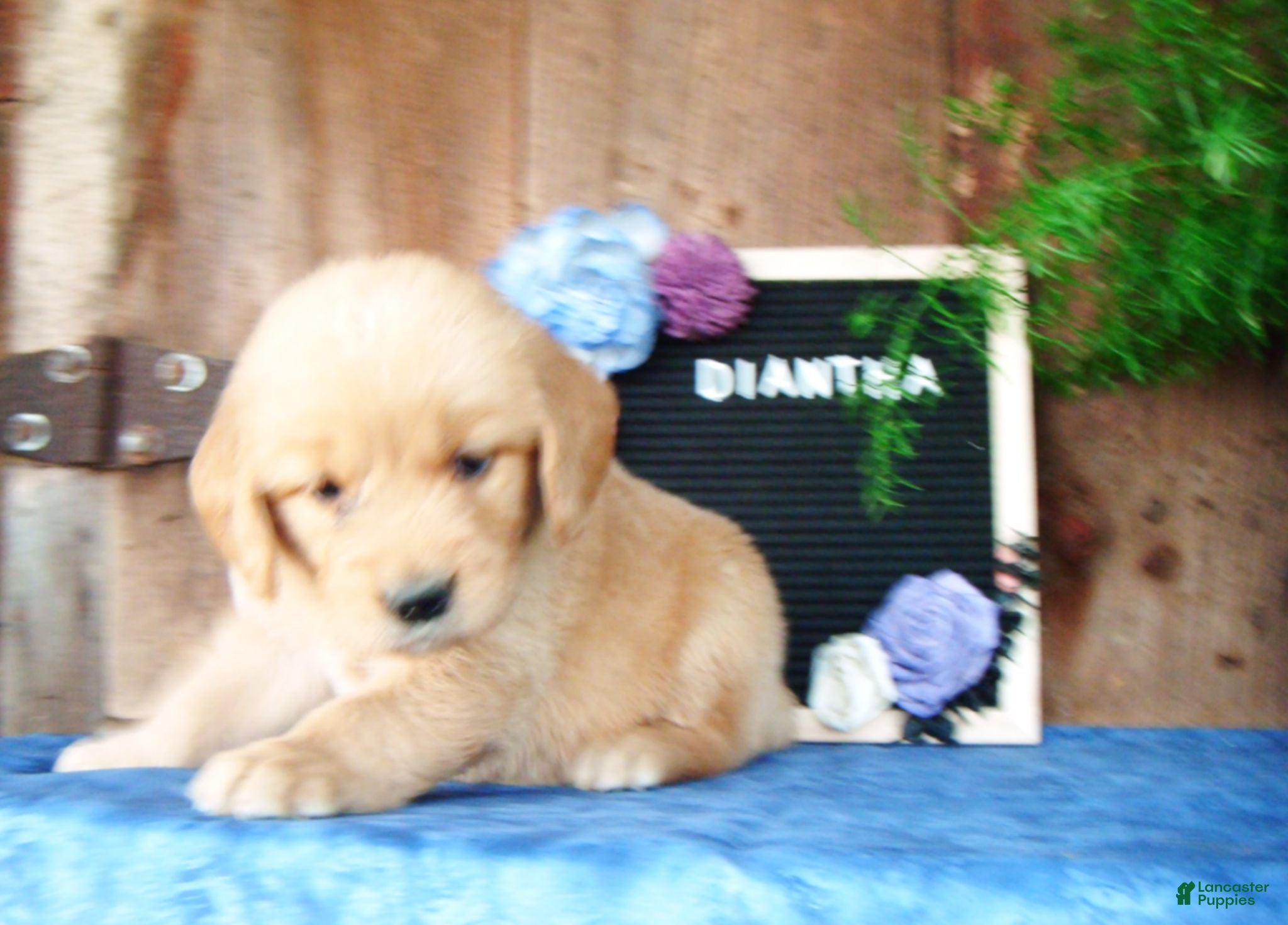 Golden Retriever dogs Diantha - Ad 1