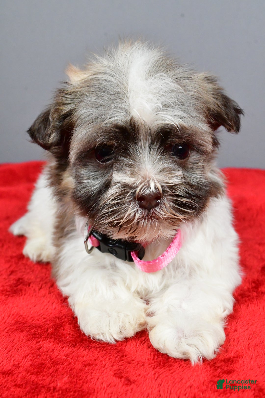 Havanese dogs for sale: Zelda - Ad 4