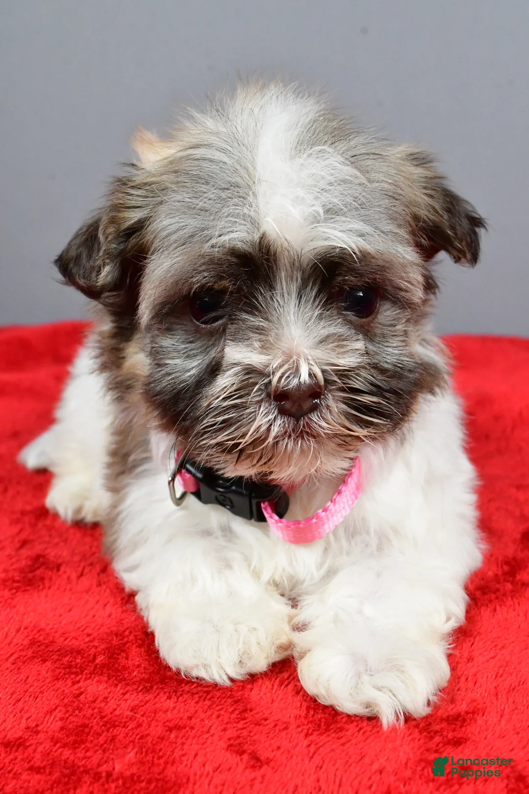 Havanese dogs for sale: Zelda - Ad 4