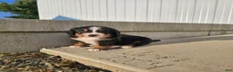 Bernese Mountain Dog dogs for sale: Luna  - Ad 3