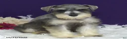 Miniature Schnauzer dogs for sale: Twinkles - Ad 4