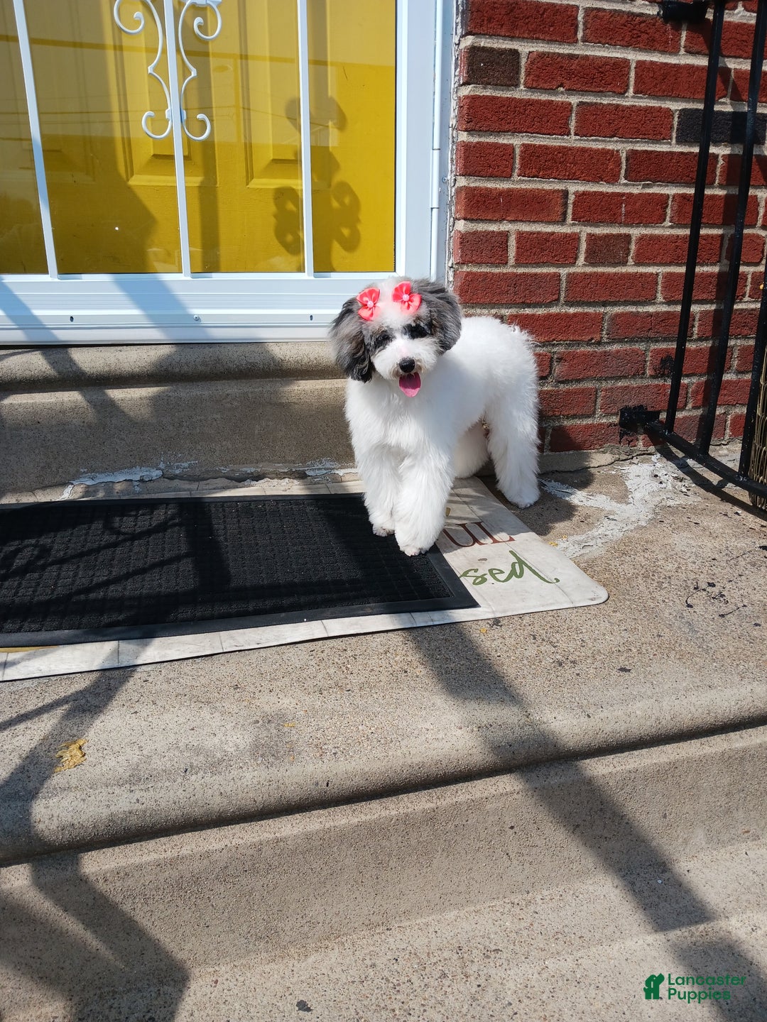 Miniature Poodle dogs for sale: Miniature Poodle Puppy 2 - Ad 5