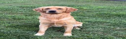 Golden Retriever dogs for sale: Light green  - Ad 13