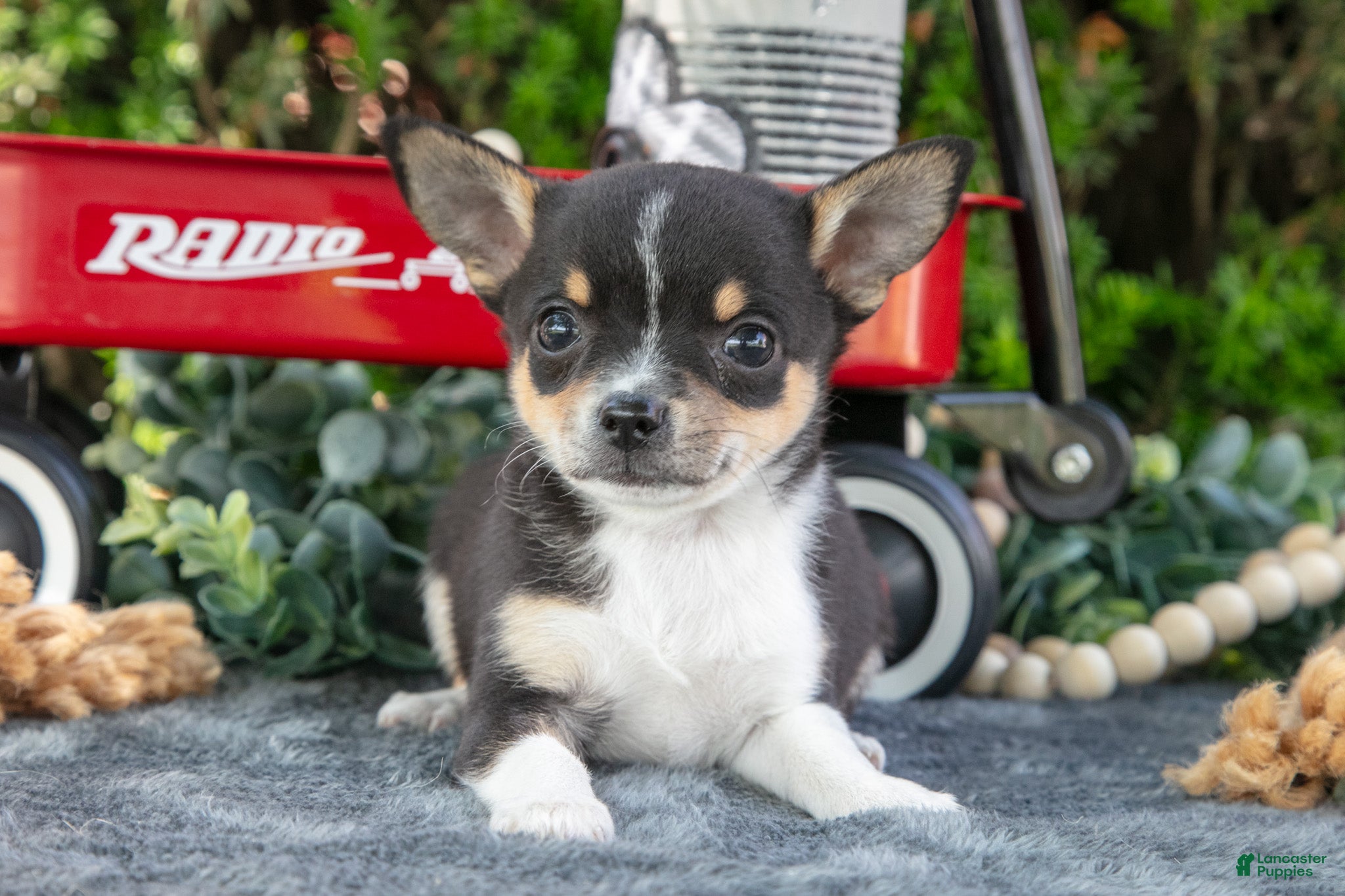 Chihuahua dogs Peanut - Ad 2