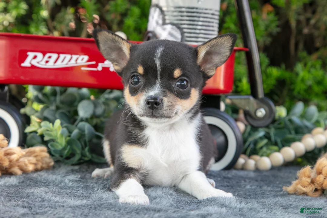 Chihuahua dogs for sale: Peanut - Ad 2
