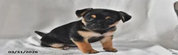 Mixed Breed dogs for sale: Izzy - Ad 3
