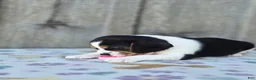 Beaglier dogs for sale: Lucy - Ad 3