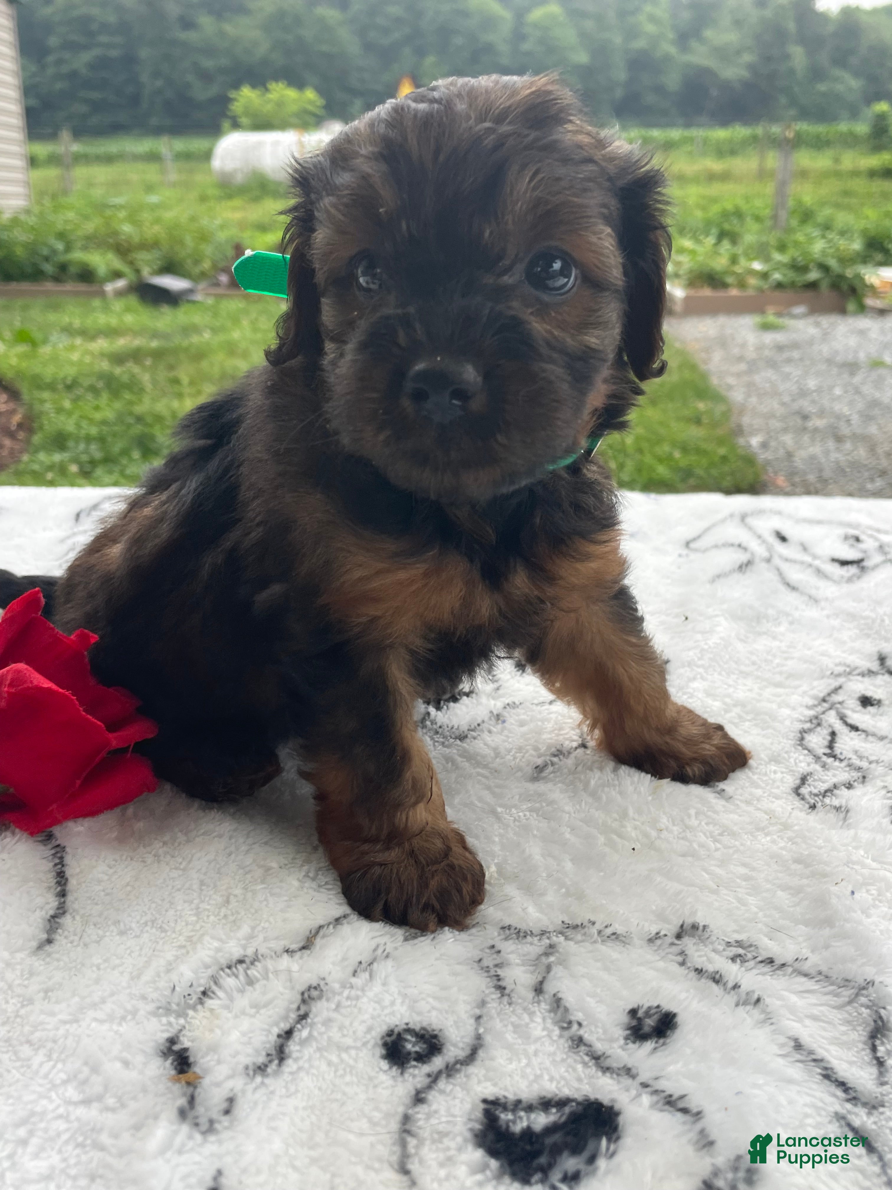 Yorkiepoo dogs Lucky - Ad 3