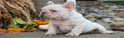 French Bulldog dogs for sale: Ronnie🐾 - Ad 13