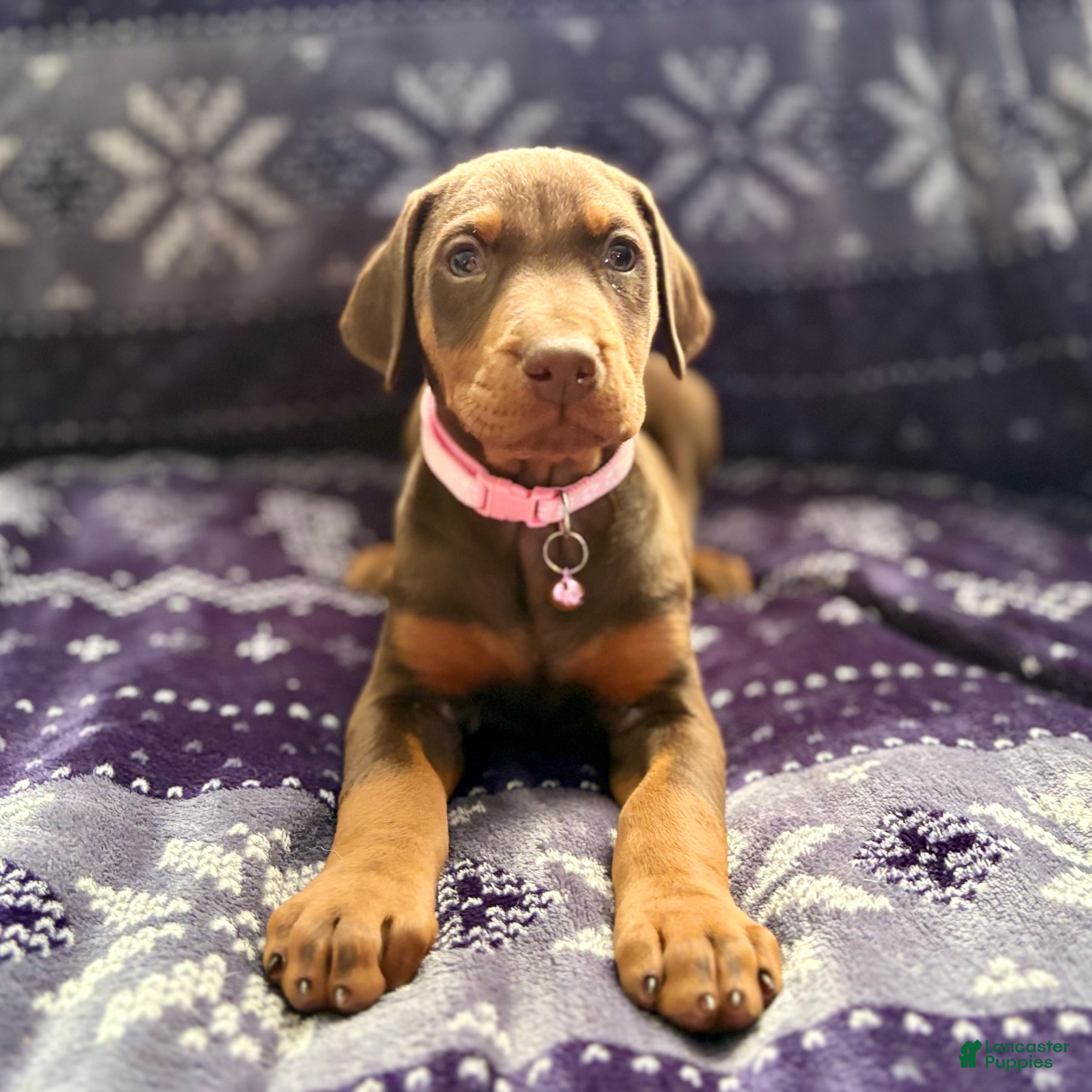 Doberman Pinscher dogs Ginger  - Ad 29